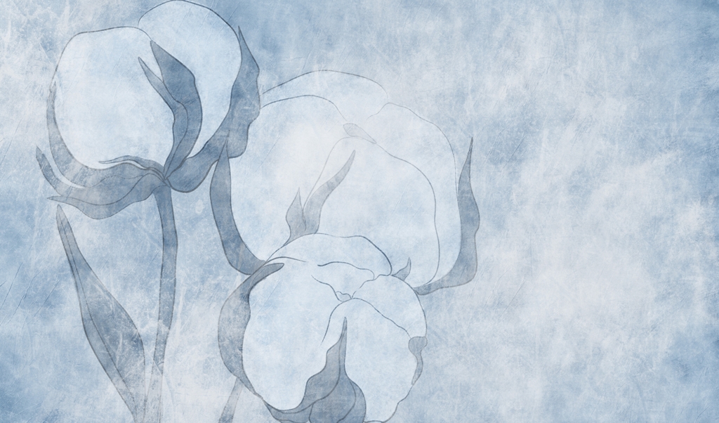 Fototapeta-Blekitny-Kwiat-Bawelny_2392072447-1