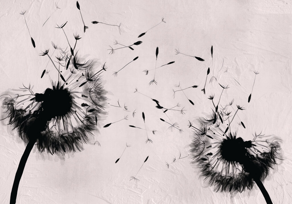 Fototapeta-Czarne-Dmuchawce_2218455471-1