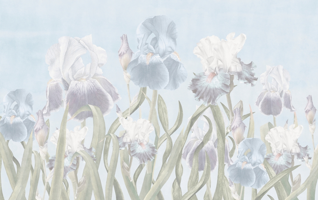 Fototapeta-Delikatne-Irysy_2249388329-1