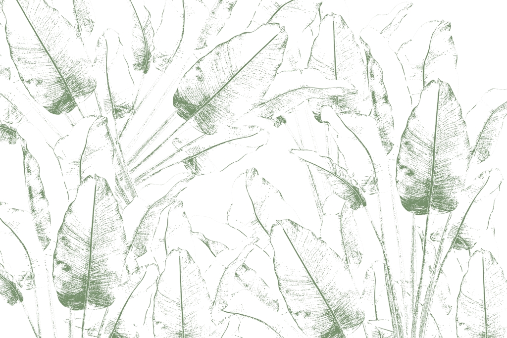 Fototapeta-Kontury-Lisci-Figowca_2312370289-1