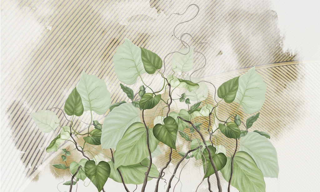 Fototapeta-Zielony-Bluszcz_2034573101