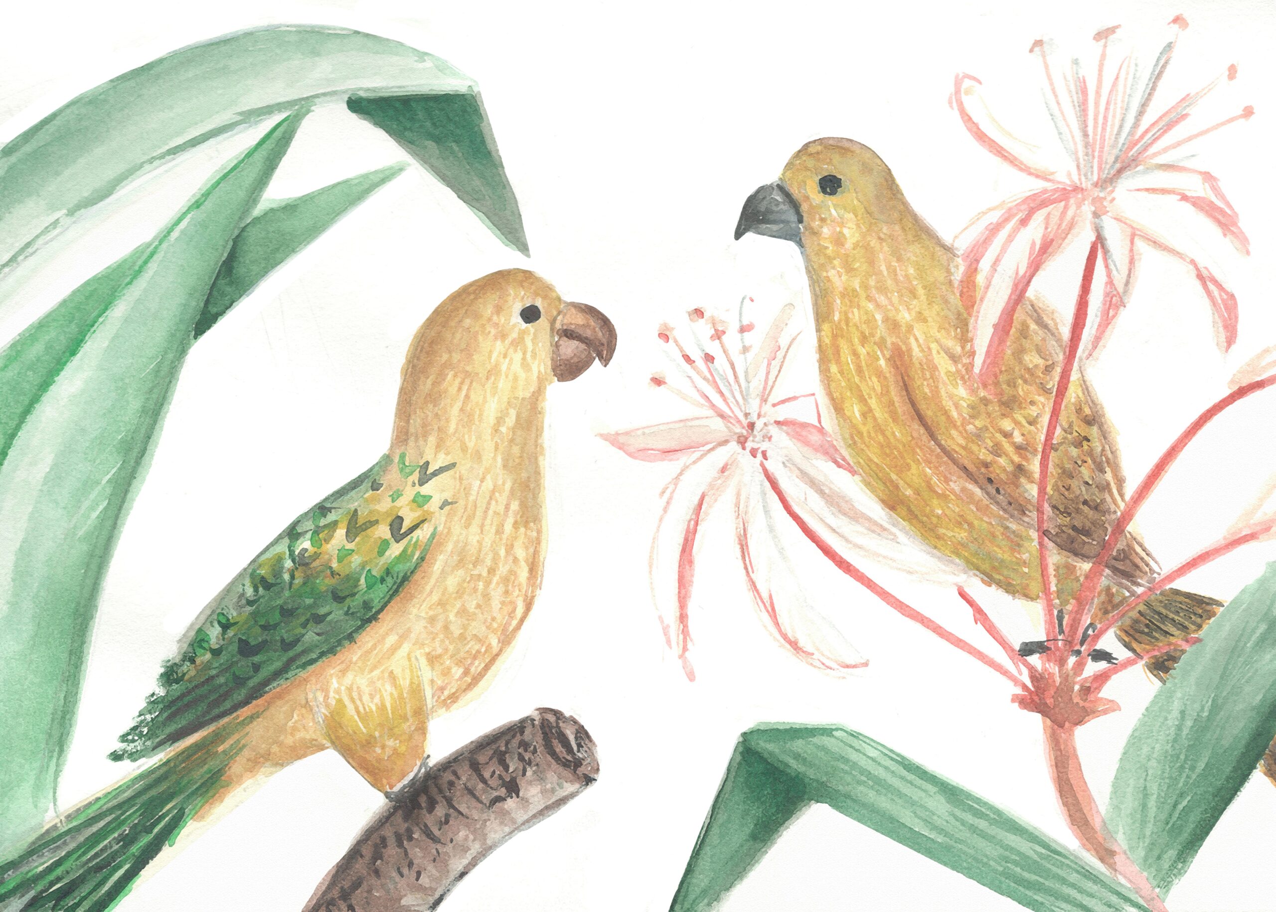 Parrots,On,A,Branch,Illustration,Animals,Postcard