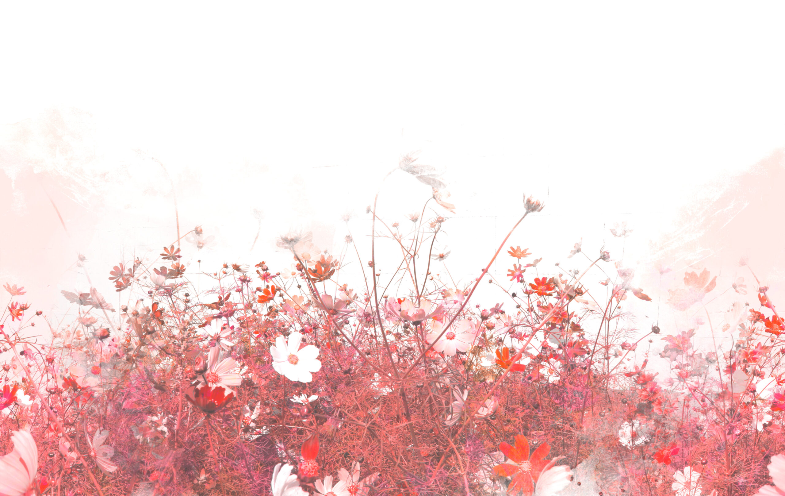 Photo,Print:,Seamless,Border,With,Kosmei,And,Watercolor.,Digital,Mixed