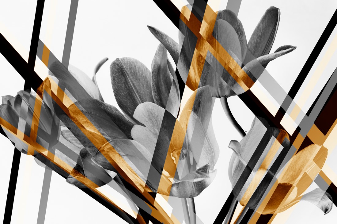 Gray,Tulips,On,A,White,Background,,Gray,And,Black,Abstract